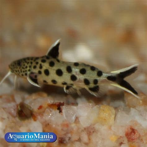 Synodontis Petricola 4 5 Cm Synodontis Petricola