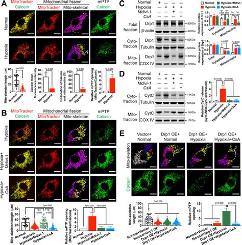 Mitochondrial Drp Recognizes And Induces Excessive Mptp Opening After