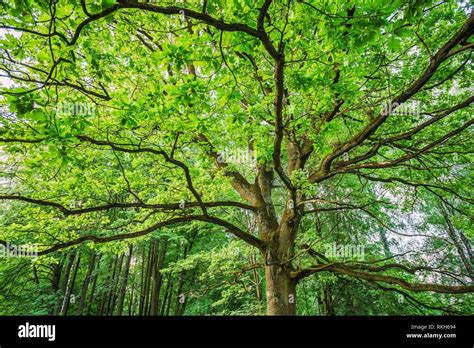Oak Tree Canopy Hi Res Stock Photography And Images Alamy
