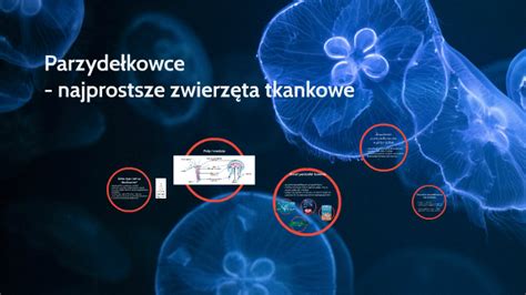 Parzyde Kowce Najprostsze Zwierz Ta Tkankowe By Aleksandra