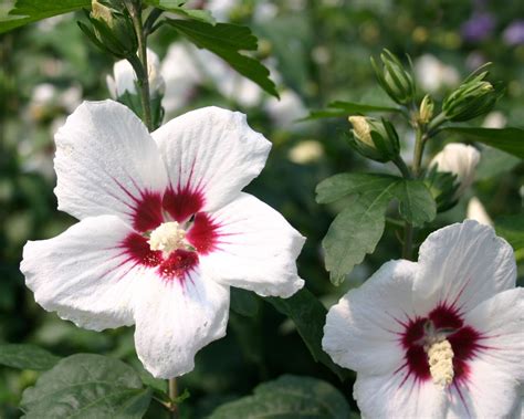 Garteneibisch Red Heart Hibiscus Syriacus Red Heart Baumschule