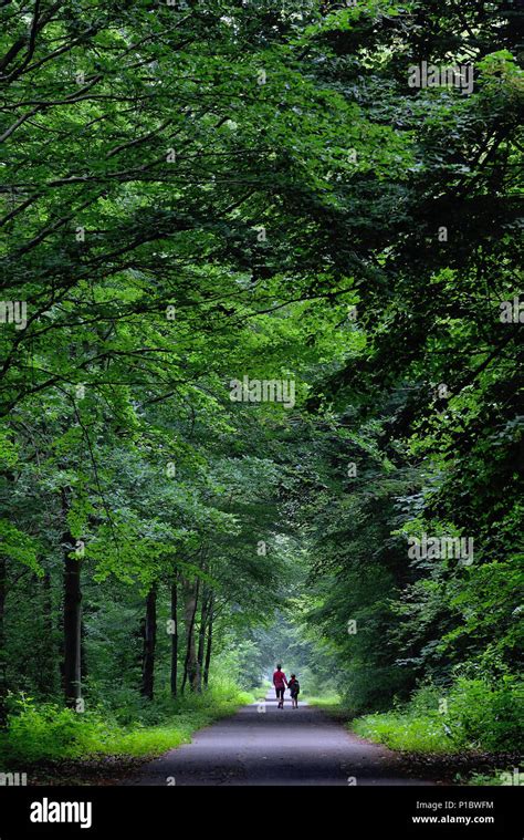 Forest of saint germain en laye hi-res stock photography and images - Alamy