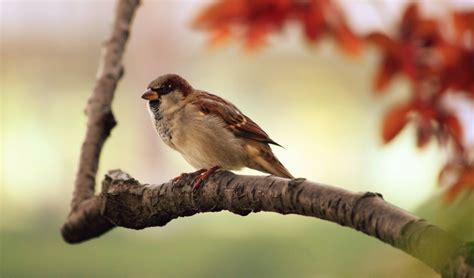 Tips on Identifying Wild Birds | HC Summers Feed & Supply - Jefferson, MD