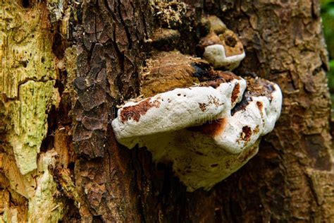 Dead Tree Trunks Stock Photo Image Of Green Fungus 262511744