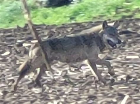 Loups Distinguer Les Individus Le Loup En Bretagne