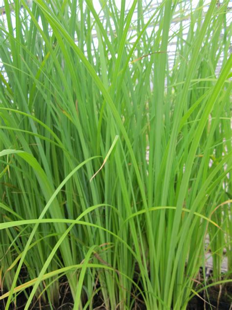 Carex Acuta Slender Tufted Sedge Artisan Aquatics