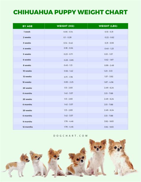 Chihuahua Weight Chart - DogChart