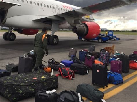 Amenaza Bomba En Avión Detenido Pasajero De Aerolínea Por Falsa Amenaza De Bomba En Un Avión