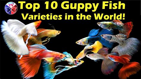 The Top 10 Guppy Fish Varieties In The World YouTube