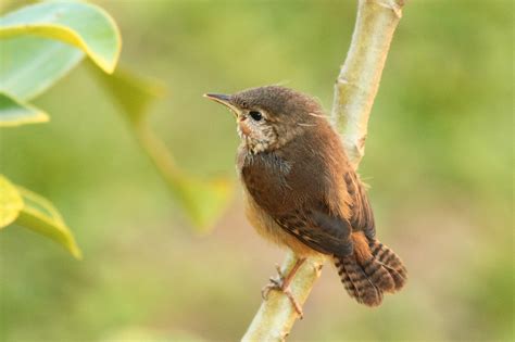 Corruíra Southern House Wren Troglodytes Musculus Flickr