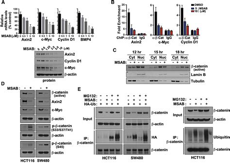 Direct Targeting Of β Catenin By A Small Molecule Stimulates