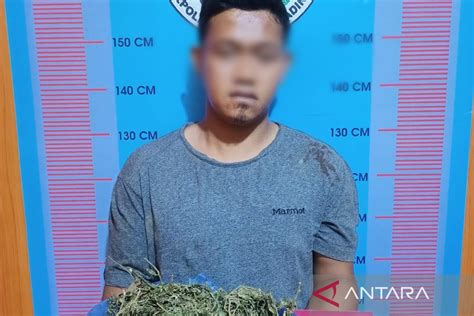 Pengedar Ganja Ditangkap Polisi Di Siantar Tersangka Terancam Penjara