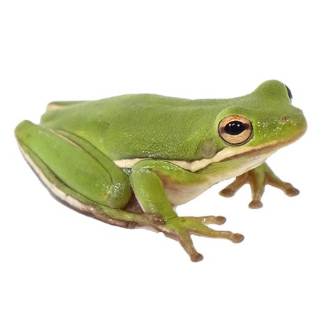 Transparent Frog