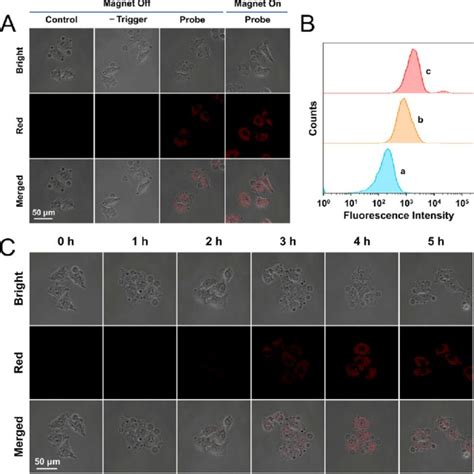 A Confocal Images Of HeLa Cells Incubated With The CNC Fe 3 O 4