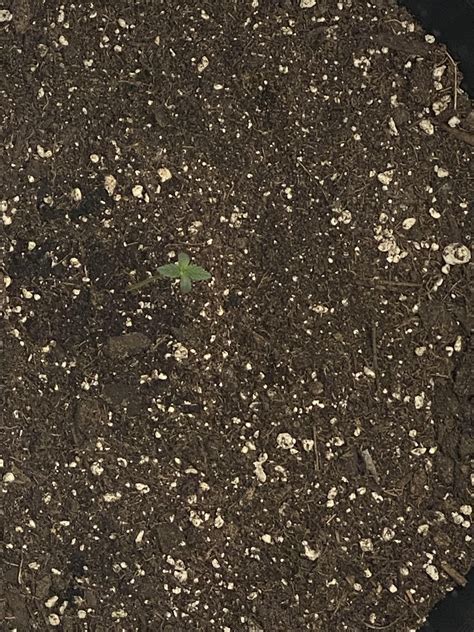 Stunted Seedling Growth : r/microgrowery