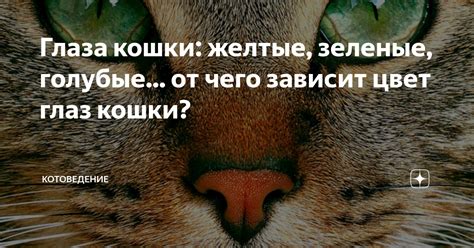 Глаза кошки: желтые, зеленые, голубые... от чего зависит цвет глаз ...