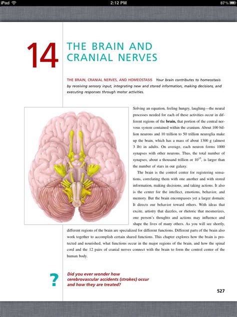 Principles Of Anatomy And Physiology Chapter 14 The Brain And Cranial