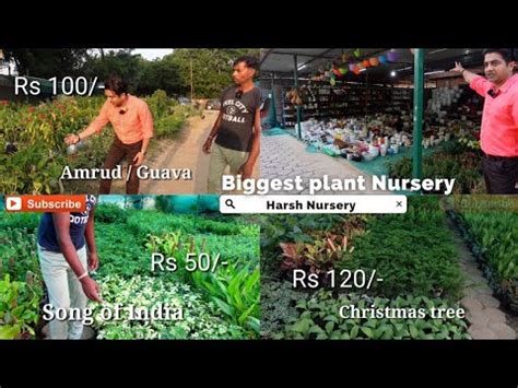 Biggest Plant Nursery Review Cheapest Plant Nursery In Delhi Harsh