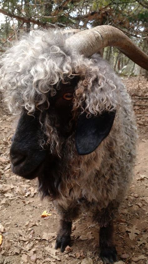 Angora Goat - Gothfarm Yarn