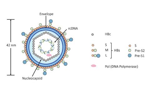 Schematic Diagram Of A Hbv Particle The Illustrated Hbv Infectious