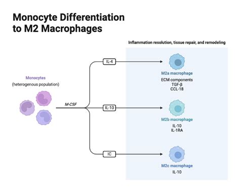 Monocyte Differentiation To M Macrophages Biorender Science Templates