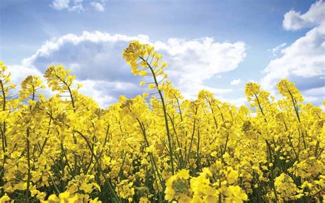 Ccc Agronomy Priorities For Canola Canola Digest