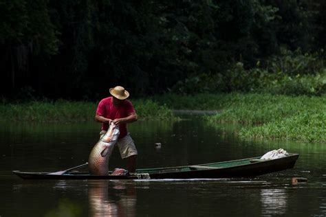 Fotógrafo lança livro cenas do manejo de pirarucu no Amazonas On Time