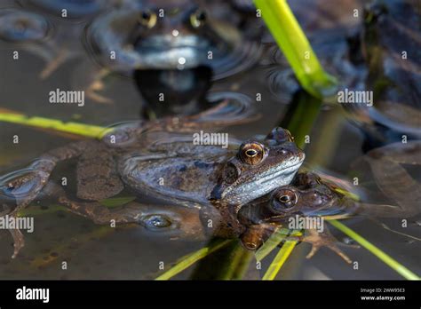 European Common Brown Frogs Grass Frog Rana Temporaria Pair In