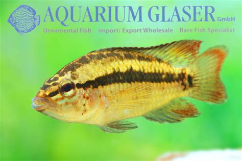 Apistogramma Kullanderi Aquarium Glaser GmbH