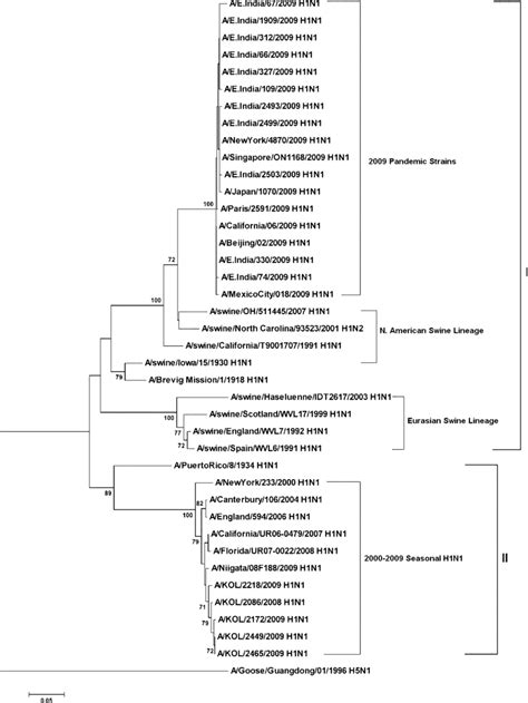 Phylogenetic Analysis Based On Deduced Amino Acid Sequences Of The Ha1