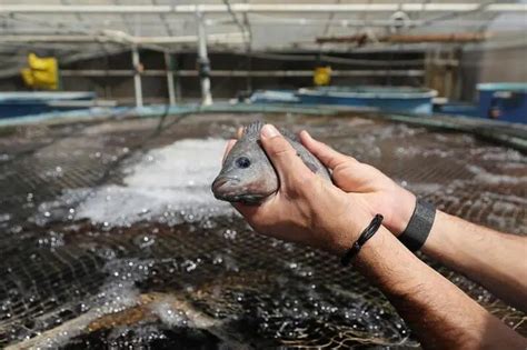 Egypts Fish Production Hits 2mln Tons Self Sufficiency At 85