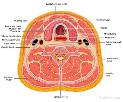 Layers And Fascia Meddists