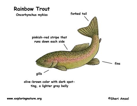 Anatomy Of A Rainbow Trout Clearance | cdlguaiba.com.br