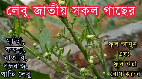 লেবু জাতীয গাছে ফুল আনুন এবং ফুল ঝরা রোধ করুন। লেবু গাছে Pgr প্রয়োগ