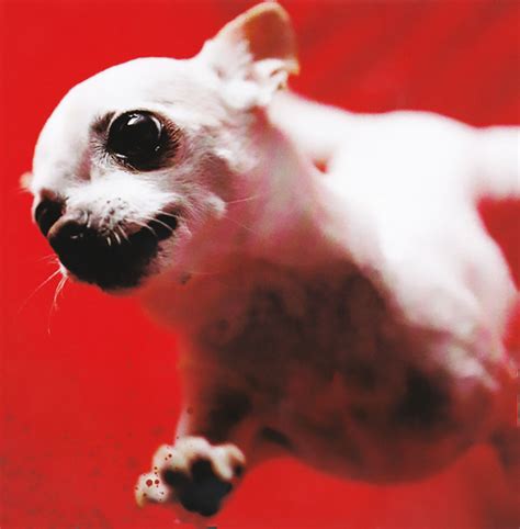 The Melvins Nude With Boots Th Studio Album