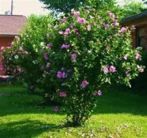 20 Fresh Seeds Hibiscus Syriacus Purple Satin Rose Of Sharon 20 Seeds