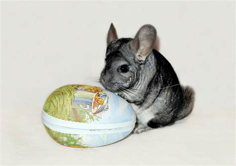 Шиншиллы (Chinchilla) - Животные и природа
