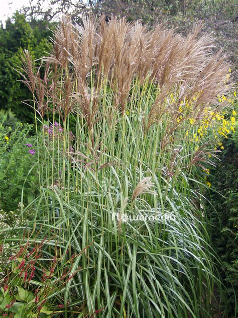 Miscanthus Sinensis Malepartus Chinese Silver Grass 101341 Flowermedia