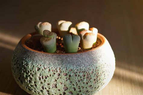 How To Grow And Care For Lithops Living Stone Plants