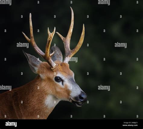 Telemetacarpal Deer Hi Res Stock Photography And Images Alamy