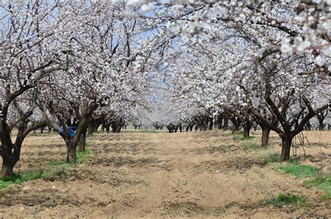 Malatya da kayısı ağaçları sıcak havanın etkisiyle erken çiçek açtı