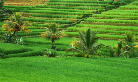 Keadaan Alam Indonesia Kondisi Wilayah Flora Dan Faunanya