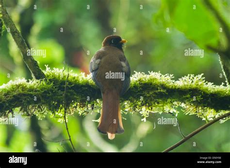 Birds Of Colombia Stock Photo Alamy