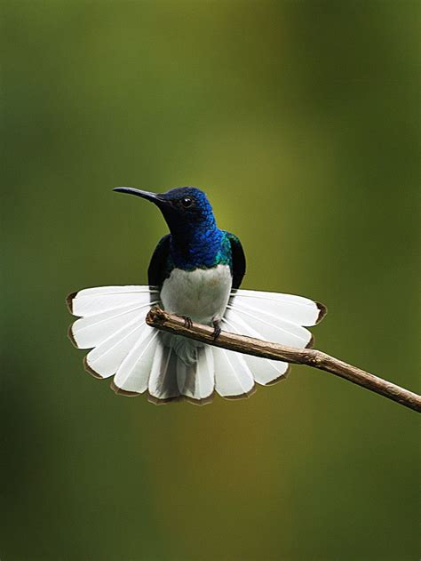 Loài Chim Ruồi White Necked Jacobin Loài Vật