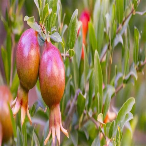 Punica Granatum Nana Dwarf Pomegranate Western Star Nurseries