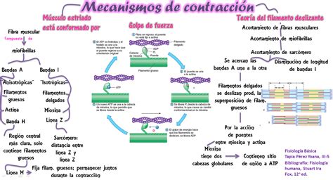 Tipos De Contracci N Muscular