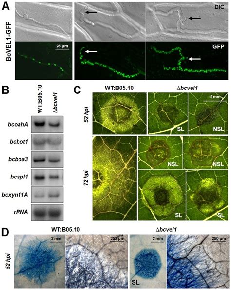 A Subcellular Localization Of BcVEL1 GFP In The B05 10 Genomic