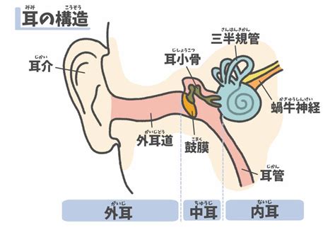 バランス感覚が鈍ってきたら耳・三半規管を鍛えよう！ 銀座のひまわり