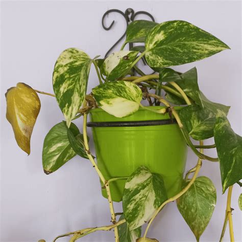 Watering During Heatwave Rhouseplants