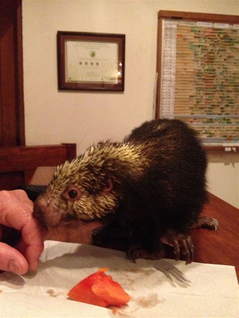 Porcupine you can pet | Pets, Central america, Places to go